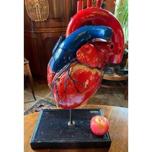 Large Didactic Heart In Papier Mache Signed: Les Fils d'émule Deyrolle