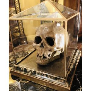 Large Skull, Vanitas, Memento Mori, 19th Century Terracotta In Its Display Case 