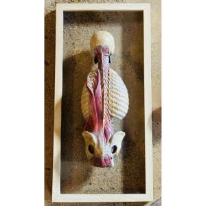 Anatomical écorché In Polychrome Plaster - 20th Century - In The Taste Of Gauthier d'Agoty
