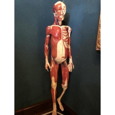 Skinned Human Body In Mâché Paper End Of XIX Eme Century