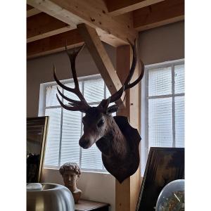 Stuffed Deer Trophy With Mounted Head, 12 Points, Hunting Style