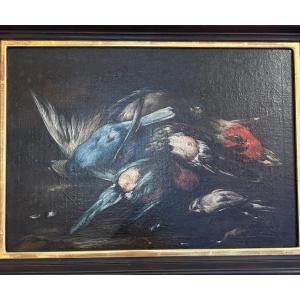 Baldassare De Caro (att.) «  Still Life With Birds » 18th Century.