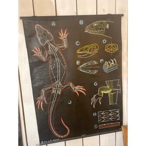 Affiche Scolaire Dr Auzoux 1960 