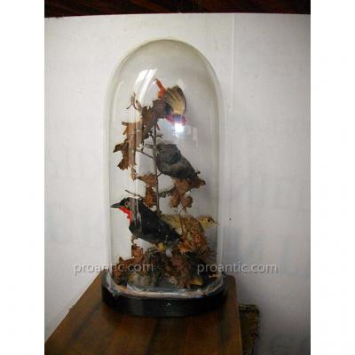 Globe Birds 19th Curiosity Cabinet