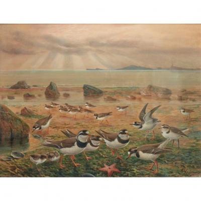 Watercolor & Guash Signed Johannes Gerardus Keulemans (1842-1912)