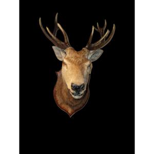 Hunting Trophy - Deer Head