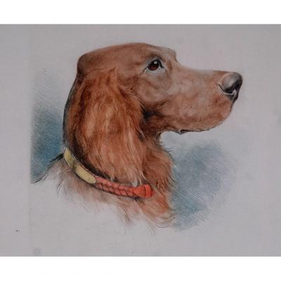 Original Lithograph, Hunting Dog, Irish Setter, XX Eme