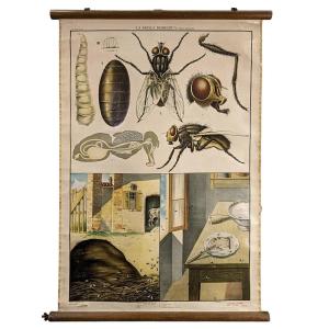 Old Chromolithography Entomological Poster
