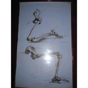 Anatomical Drawing In Ink And Wash. Leg Bones. Signed Asc 1871