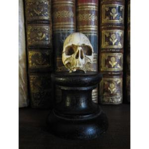 Vanitas. Memento Mori. Bone Skull On Wooden Base. 17th Or 18th Century.