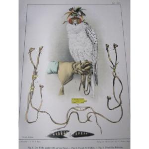 Riesenthal: European Birds Of Prey. 1894. Large Book With 60 Beautiful Chromolithographs