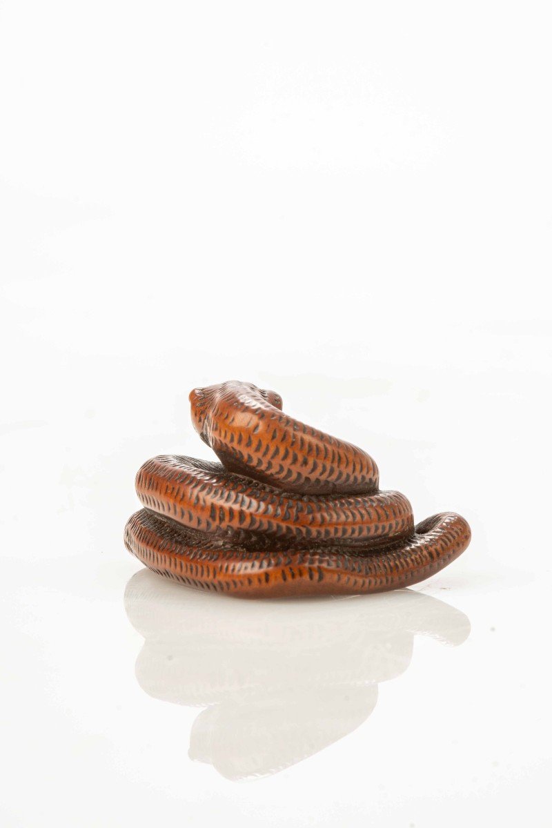 Netsuke in legno di bosso raffigurante un serpente avvolto su se stesso-photo-3