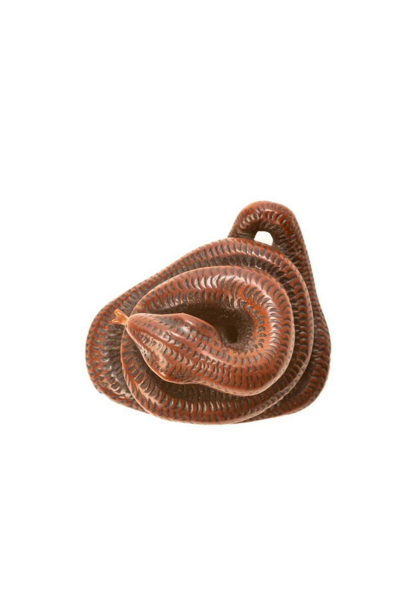 Netsuke in legno di bosso raffigurante un serpente avvolto su se stesso-photo-4