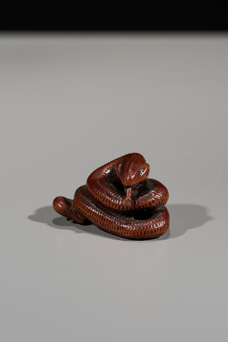 Netsuke in legno di bosso raffigurante un serpente avvolto su se stesso-photo-2