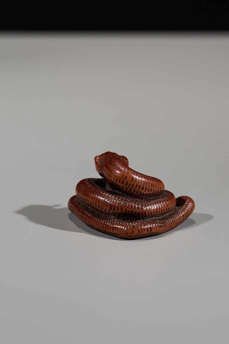 Netsuke in legno di bosso raffigurante un serpente avvolto su se stesso-photo-3