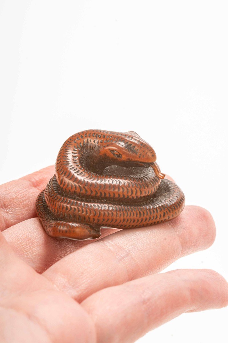 Netsuke in legno di bosso raffigurante un serpente avvolto su se stesso-photo-2