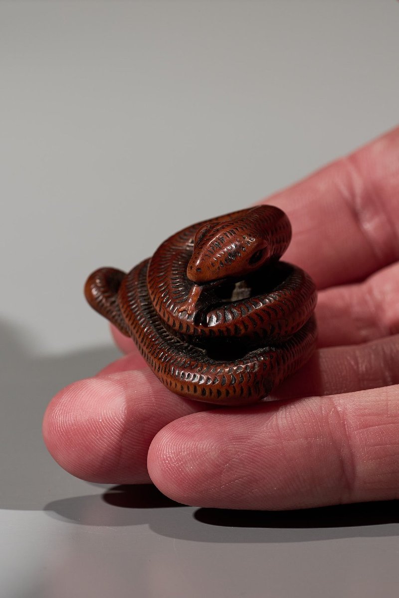 Netsuke in legno di bosso raffigurante un serpente avvolto su se stesso-photo-2