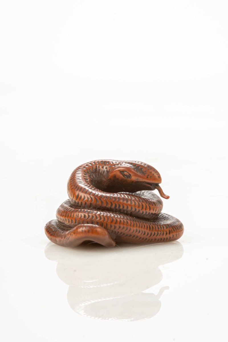 Netsuke in legno di bosso raffigurante un serpente avvolto su se stesso