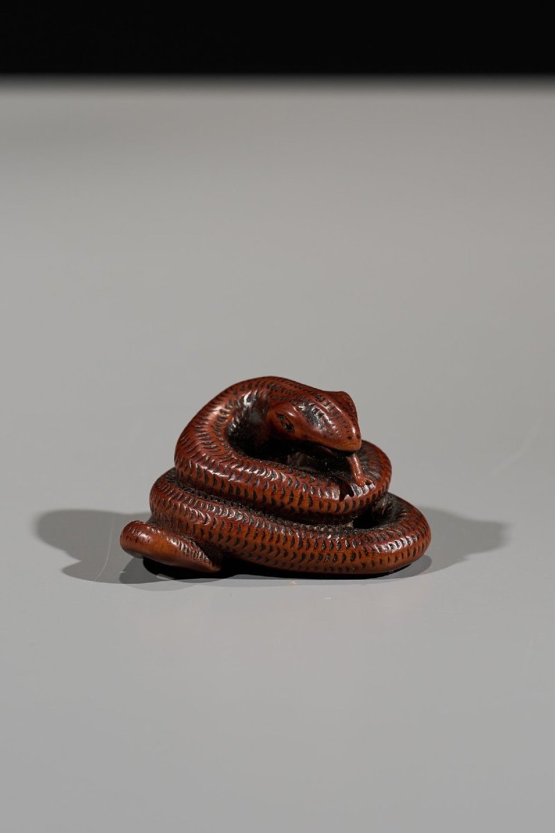 Netsuke in legno di bosso raffigurante un serpente avvolto su se stesso