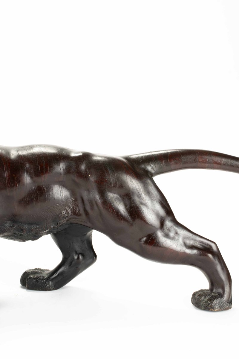 Scultura in bronzo patinato raffigurante lo studio di una potente tigre ruggente-photo-4