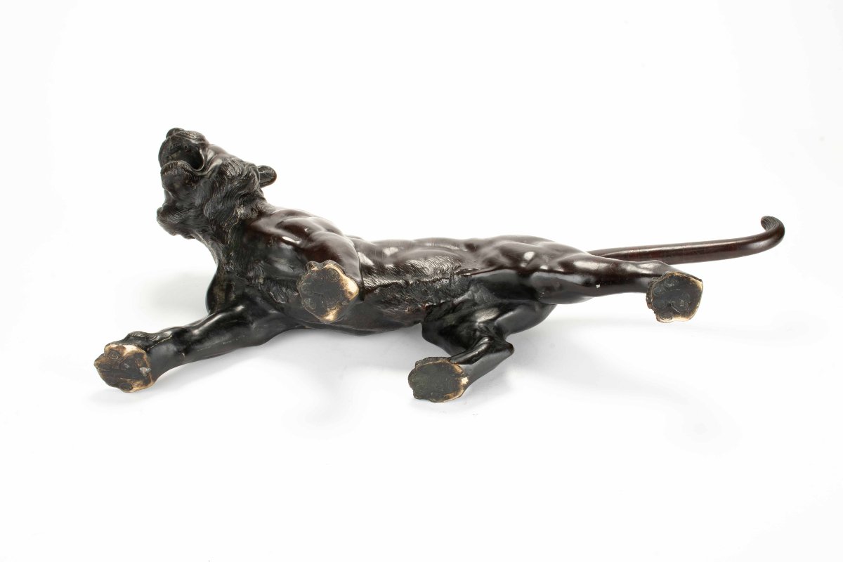 Scultura in bronzo patinato raffigurante lo studio di una potente tigre ruggente-photo-4
