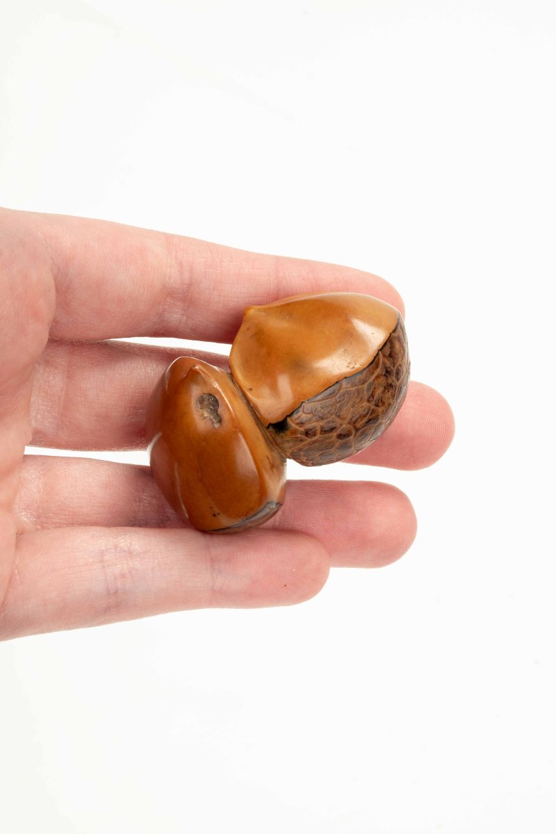 Netsuke in noce di corozo raffigurante due castagne, firmato Ikko-photo-3