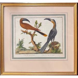 Triptych Of Watercolor Engravings Of Birds By François-nicolas Martinet (18th Century) –