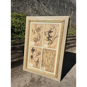 Herbarium