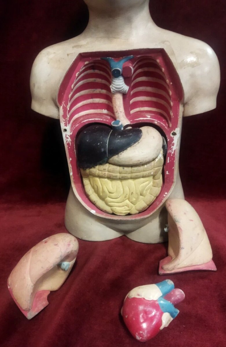 MODELLO ANATOMICO DIDATTICO  IN PAPIER MACHE' - Primi '900-photo-3