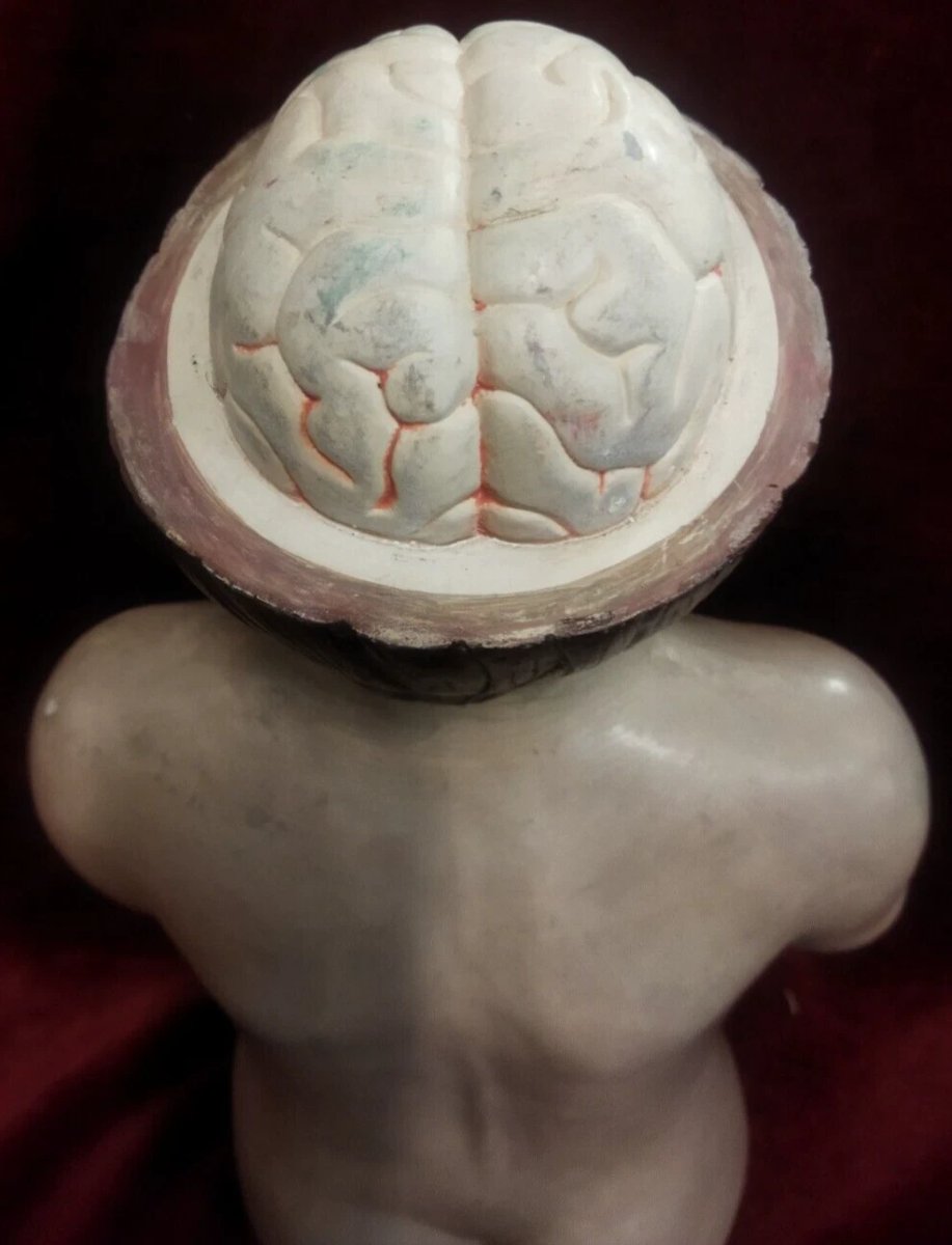 MODELLO ANATOMICO DIDATTICO  IN PAPIER MACHE' - Primi '900-photo-1