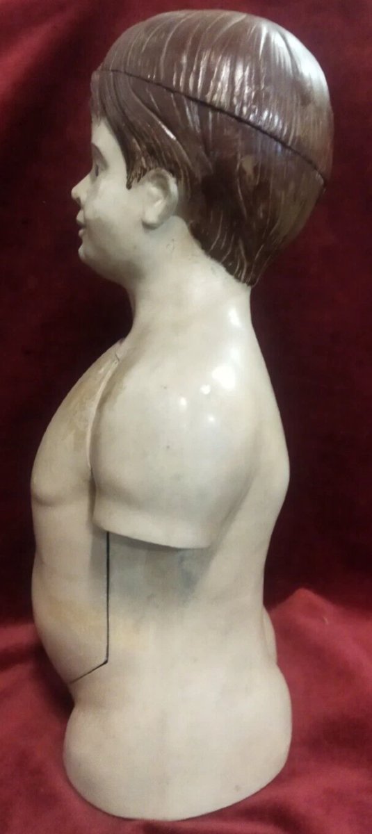 MODELLO ANATOMICO DIDATTICO  IN PAPIER MACHE' - Primi '900-photo-2