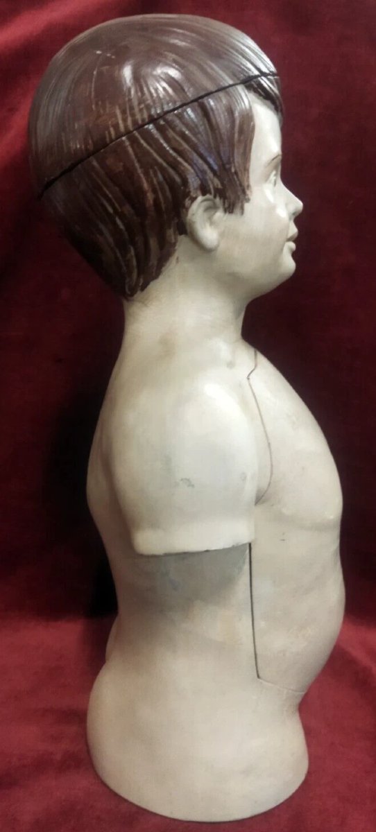 MODELLO ANATOMICO DIDATTICO  IN PAPIER MACHE' - Primi '900-photo-3