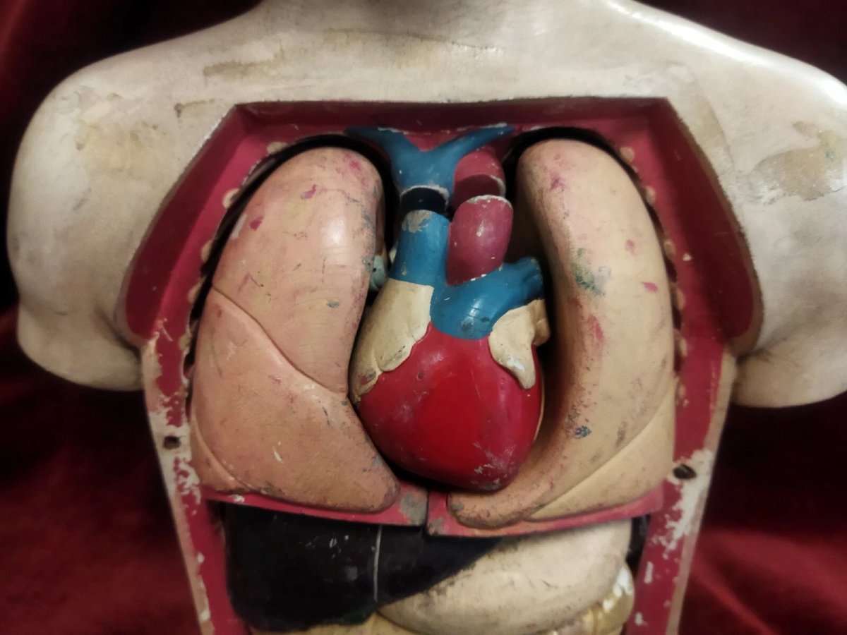 MODELLO ANATOMICO DIDATTICO  IN PAPIER MACHE' - Primi '900-photo-5