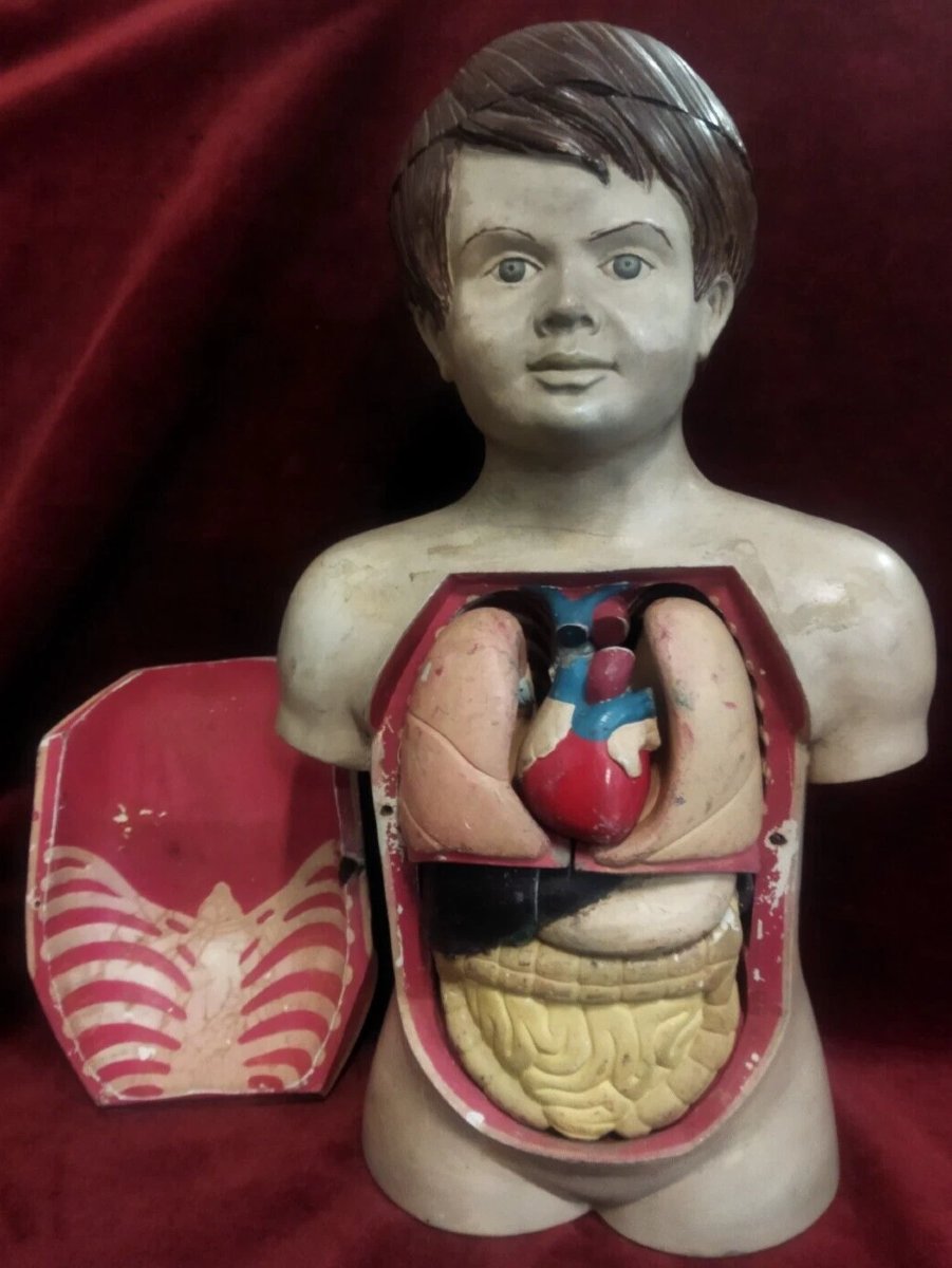 MODELLO ANATOMICO DIDATTICO  IN PAPIER MACHE' - Primi '900
