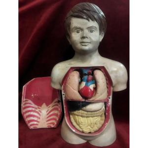 MODELLO ANATOMICO DIDATTICO  IN PAPIER MACHE' - Primi '900
