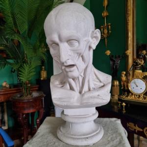 Large 19th Century Plaster Bust Of A Man. 