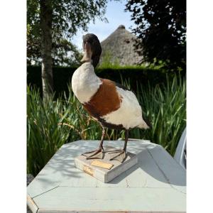 Old Taxidermy Naturalized Bird 19th Shelduck Duck
