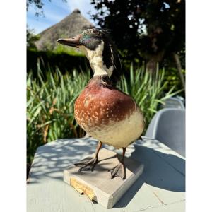 Old Taxidermy Naturalized Bird 19th Sponsa Duck Carolin Branchu Aix