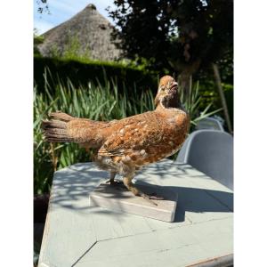 Old Taxidermy Naturalized Bird XIXth Ruffed Grouse Partridge