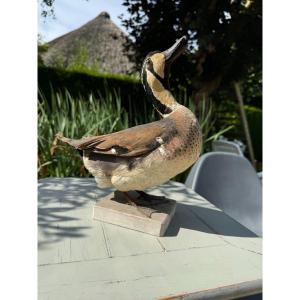 Old Taxidermy Naturalized Bird XIXth Baikal Teal Duck, Anas Formosa Formosa