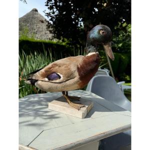 Old Taxidermy Naturalized Bird XIXth Wild Duck