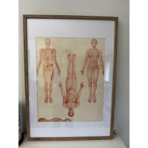 Old Vintage Anatomical Poster Frame Flayed Circa 1950 1 From Possible Triptych