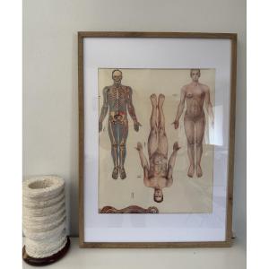 Antique Vintage Anatomical Poster Frame, Flayed, Circa 1950, Poster 2 Of A Triptych