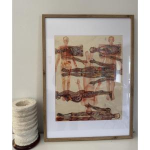 Antique Vintage Anatomical Poster Frame, Flayed, Circa 1950, Plate 3 Of A Triptych