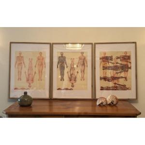 Antique Triptych Of Vintage Anatomical Posters, Flayed, Circa 1950