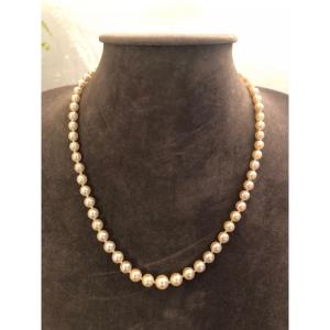 Cultured Pearl Necklace 
