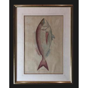 Juan Bautista Bru (1742-1749) - Pageot (hand Colored Engraving) [fish Of The Spanish Seas)