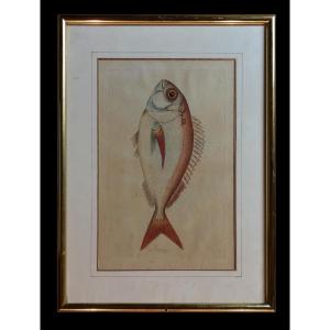 Juan Bautista Bru (1742-1749) - Sea Bream (hand Colored Engraving) [spanish Sea Fish)