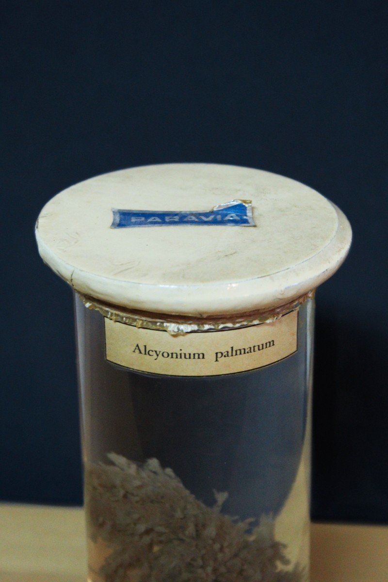 Paravia Anemone alcyonium palmatum, museale, didattico in formalina-photo-2
