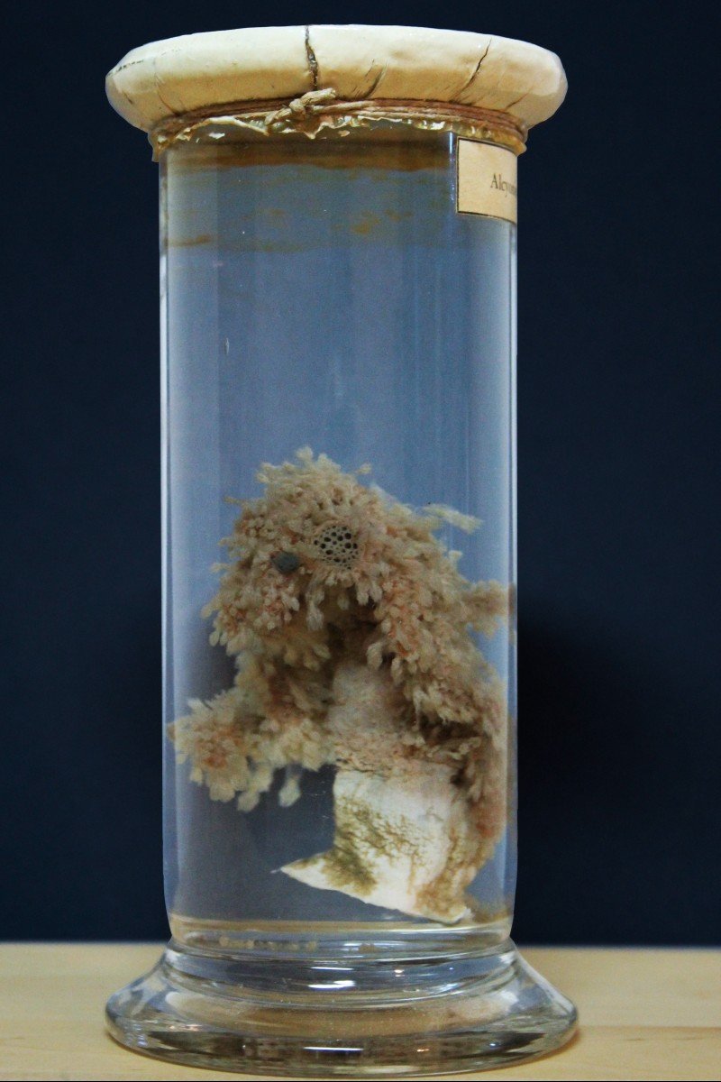 Paravia Anemone alcyonium palmatum, museale, didattico in formalina-photo-4